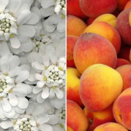 Peach & White Flowers