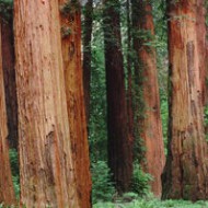Red Sequoia